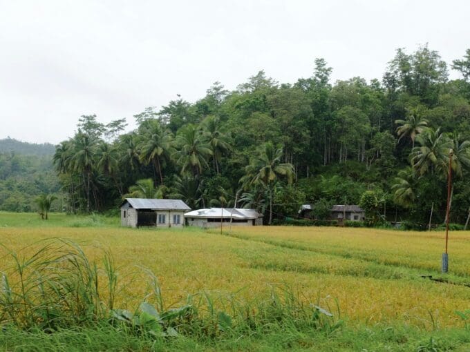 Rice field farmland in Bohol Philippines