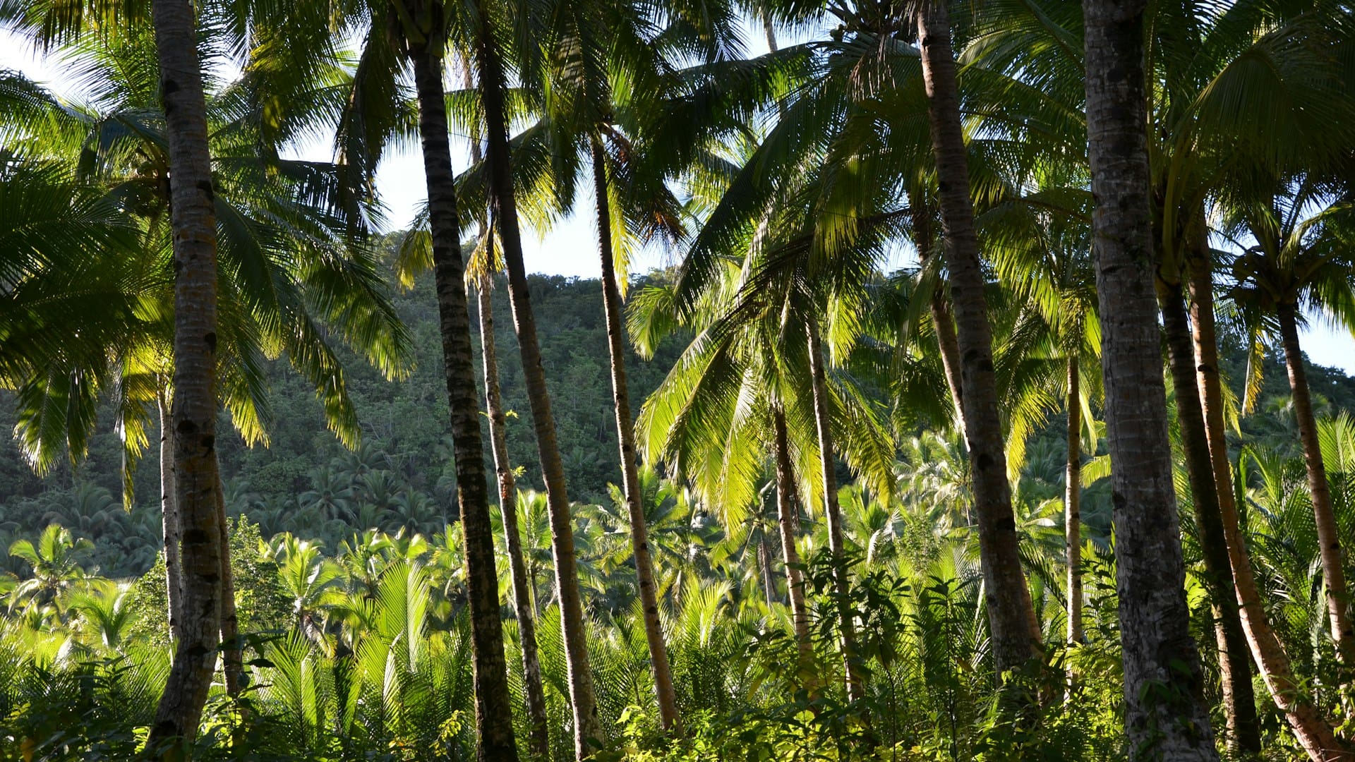 Tropical farm landscape in Philippines