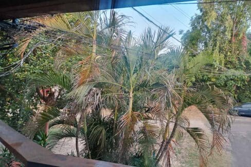 View of the palms and driveway from the second-floor office window