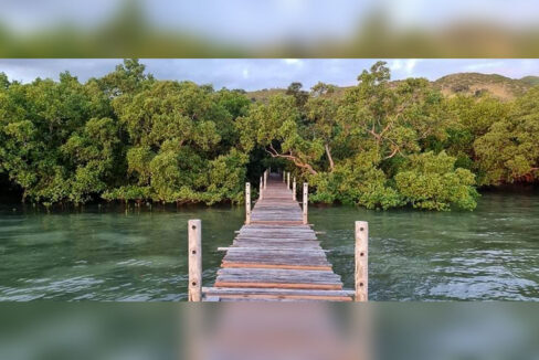 Boardwalk running from open water into the mangrove forest at the resort