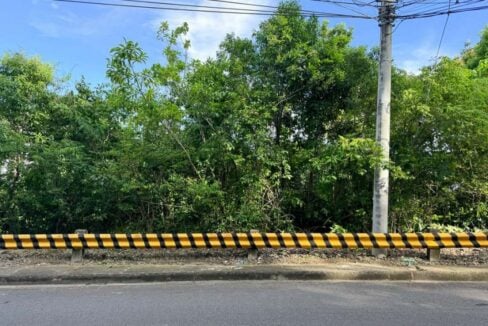 Close view of the dense trees and green growth on the lot behind the curb